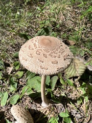 Macrolepiota ameriprocera