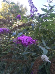 Buddleja