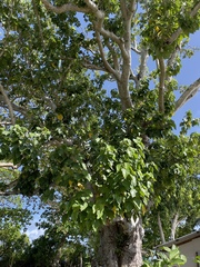 Hernandia nymphaeifolia