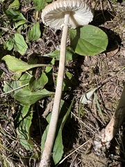 Macrolepiota ameriprocera