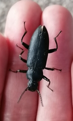 Tenebrioninae