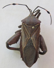 Pachylis nervosus