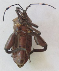 Pachylis nervosus