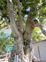 Hernandia nymphaeifolia