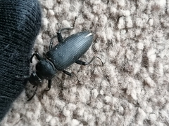 Tenebrioninae