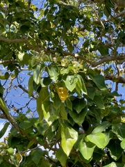 Hernandia nymphaeifolia