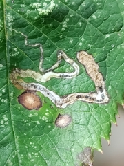Stigmella anomalella