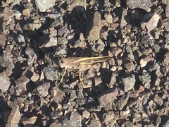 Cratypedes neglectus