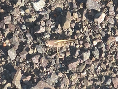 Cratypedes neglectus