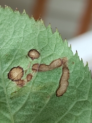 Stigmella anomalella