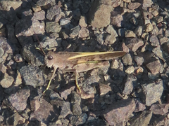 Cratypedes neglectus