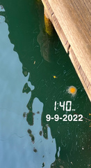 Phacellophora camtschatica