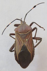 Pachylis nervosus