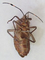 Pachylis nervosus