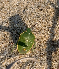 Chlorochroa uhleri