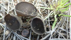 Helvellaceae