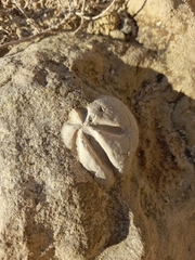 Spatangoida
