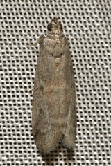Ephestia elutella