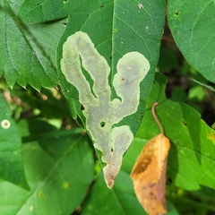 Cameraria guttifinitella