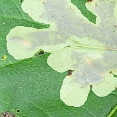 Cameraria guttifinitella