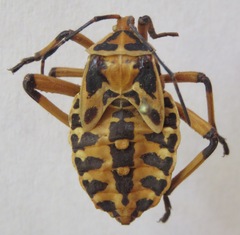 Pachylis nervosus