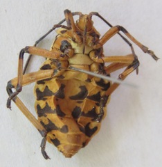 Pachylis nervosus