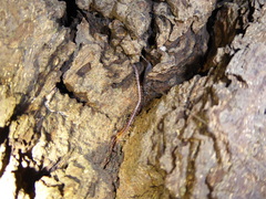 Geophilus carpophagus