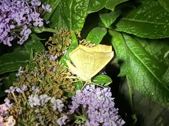 Prochoerodes lineola