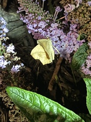 Prochoerodes lineola