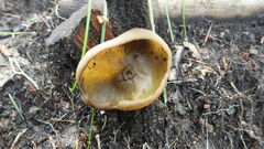 Auricularia auricula-judae