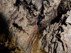 Geophilus carpophagus