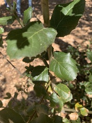 Quercus agrifolia