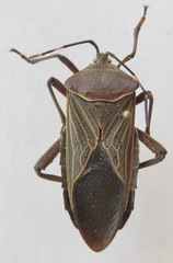 Pachylis nervosus