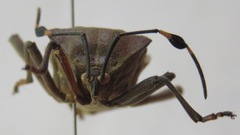 Pachylis nervosus