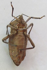 Pachylis nervosus