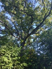 Quercus macrocarpa