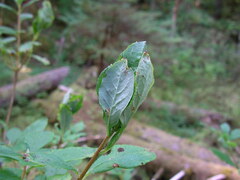 Vaccinium ovalifolium
