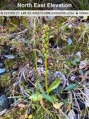 Pseudorchis straminea