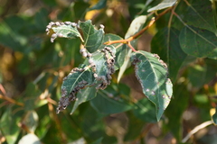 Thecabius populimonilis