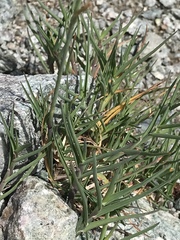 Poa cenisia