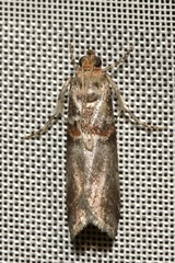 Acrobasis advenella