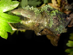 Paroligolophus agrestis