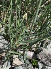 Poa cenisia