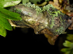 Paroligolophus agrestis