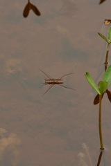 Limnoporus notabilis