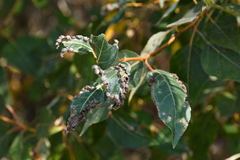 Thecabius populimonilis