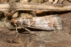 Acrobasis advenella