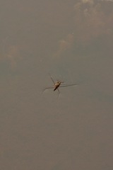 Limnoporus notabilis