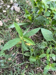 Asclepias syriaca