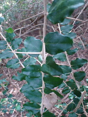 Dovyalis rhamnoides